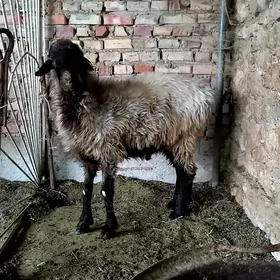 goç goyun