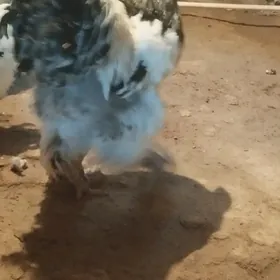 cil brama arassa