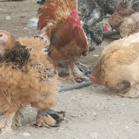 brama towuklar arassa