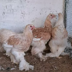Brama