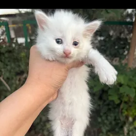 Котята Отдам Даром