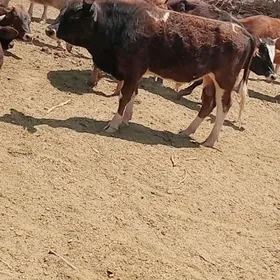 öküz