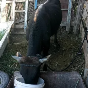 окуз гара....