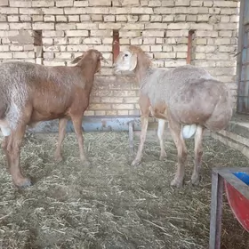 Gissar goç