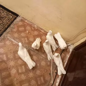 Kepderi
