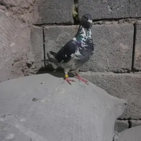 kepderi.