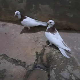 kepderi.