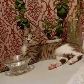 пропал кот