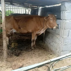 sygyr,bakyln
