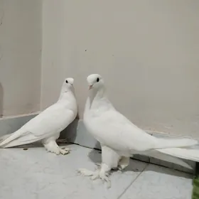 kepderi