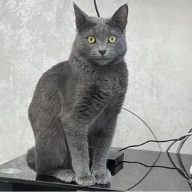 отдам кота