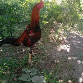 Horaz