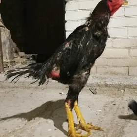 Baŷes horaz