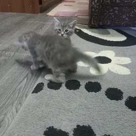 котята