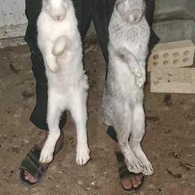 towşan