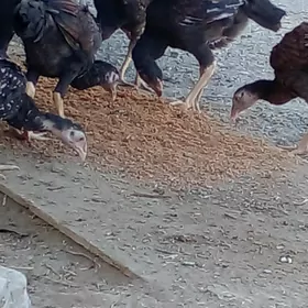 Taşgent