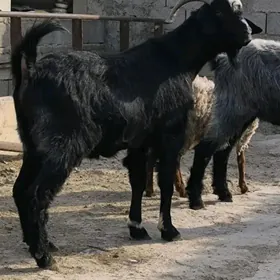Geci erkec