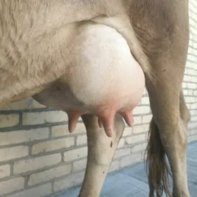Goleli sygyr