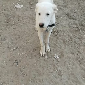 Akış gan