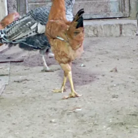 ýaş horazlar