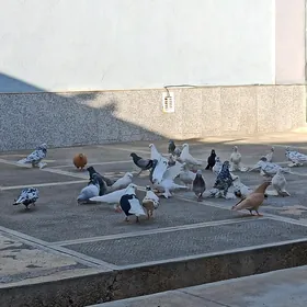 Kepderi
