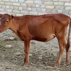 GÖLE 6 AYLYK