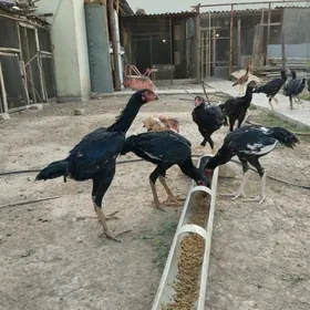 taşkent jüýje