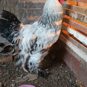 brama