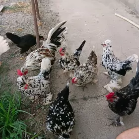 ýaponçik sultanka