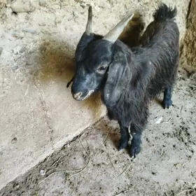 Geci