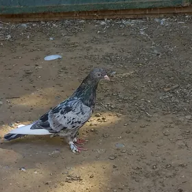kepderi
