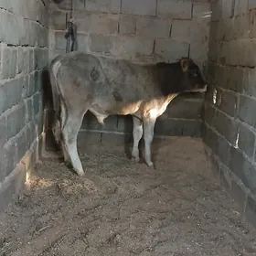 öküz