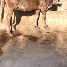 Bogaz Sygyr