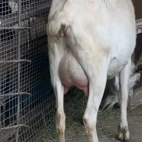 Geçi