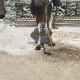 göleli sığır