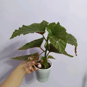 ЦВЕТЫ НЕДОРОГО