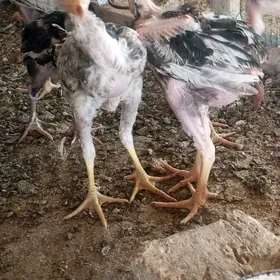 Daşaguz kel baýsok juýjele