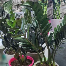 замиакулькас zamioculcas