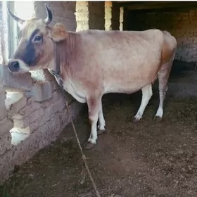 SYGYR