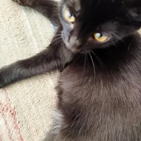 котенок
