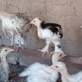 Guşlar
