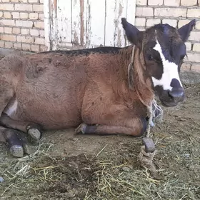Tüwe göle