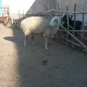 Paçka semiz goýun