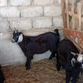 Çewiş