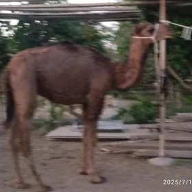 ogşuk