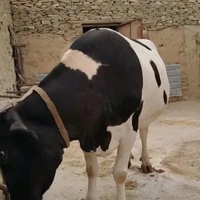ala sığır bakilan