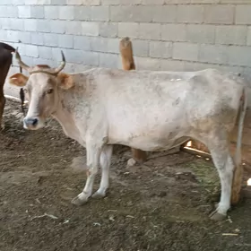 Göleli sygyr