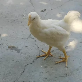 TowukJüýje satýas