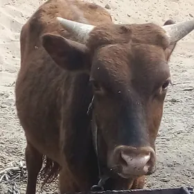 Öküz