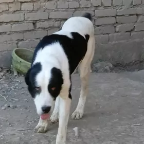 Alabaý it
